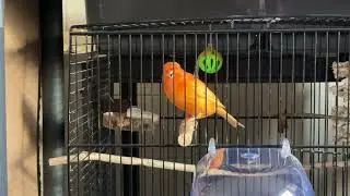 Red factor canary singing 