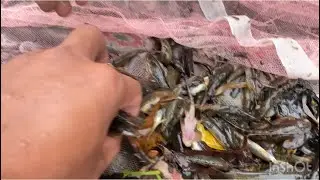 Fishing vlog!!!Got lots of fish in the river.
