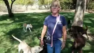 SoHumane Play group Program