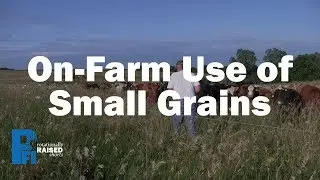 On-Farm Use of Small Grains