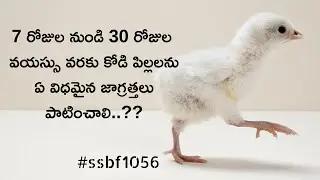 7 రోజుల నుండి 30 రోజుల వరకు కోడి పిల్లలలో తీసుకోవాల్సిన జాగ్రత్తలు | SSBF | chick maintenance