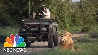 Virtual Safari Company Sees Huge Increase In Business After Coronavirus Lockdown | NBC News