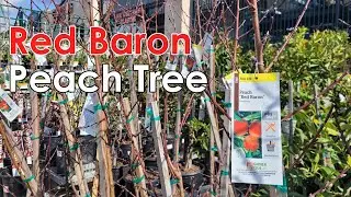 Red Baron Peach Tree 🍑: Low Chill Hour Variety Suited to Plant in Warmer Climate Areas (CA/TX) (种桃树)