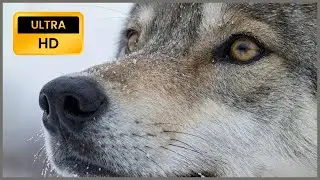 Daily Life of a Wolf - [ASMR] Ultra HD Nature Film