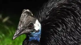 Close-up Dwarf Cassowary    4K