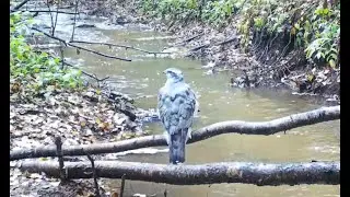 Kanahaukka Koivuluodon Simil&auml;nojassa Raahessa 2023 (Accipiter gentilis) - Northern Goshawk - Duvh&ouml;k