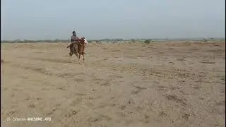 pacer entry under year#balochihorses #sindhihorses #pakistan #singlefooter