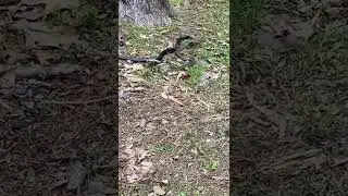 Snake EATS Snake! 🐍🐍 #Shorts