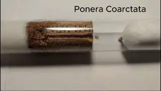 Some native ants (My first video)