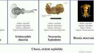 Choco, ordem sepiolida squid mollusca bobtail Austrorossia palpebrosa North maoria leptodons Sound