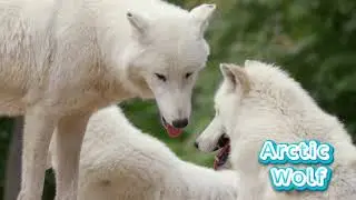 Arctic Fox, Arctic Wolf, Walrus, Polar Bear, Musk Ox, Arctic Tern