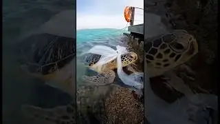 We rescued a sea turtle that was entangled in plastic.#rescue #animals