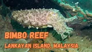 Dive at Bimbo Reef, Lankayan Island, Sulu Sea, Malaysia.
