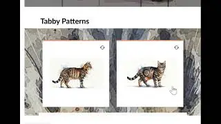 Cat Coats and Patterns