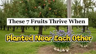 7 Fruits That Thrive When Planted Near Each Other #PlantTips #GardenDesign #EdibleGarden 
