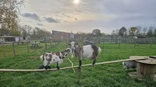 All Things Wild, Evesham, England UK 🇬🇧