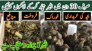 Quail Farming in pakistan || How to start bateer farm || bateer meat available || بٹیر فارمنگ