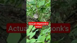 Hear actual chipmunk's voice! #shortsfeed #shorts #nature