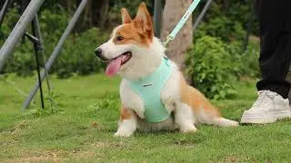 Paiqipet Silk Lace embroidery dog harness
