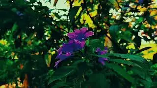 Pure Nature ASMR | Walking through Autumn Leaves
