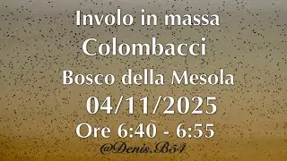 Involo colombacci Bosco Mesola 04/11/2025