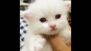 Cuteness over loaded ❤️😍 #babykitten #kittens2025 #kittens #cats #catlover #cuteanimals