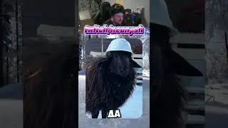 Ответственный за безопасность🐑| twitch.tv/neonpsh - розыгрыши и турниры каждый месяц!