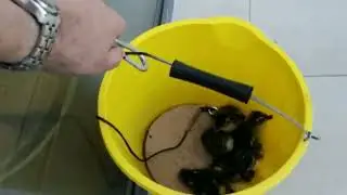 Rooftop rescue of family of ducks in Manchester