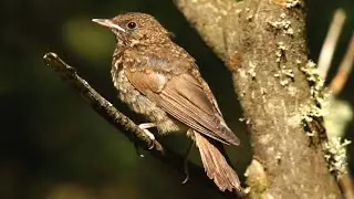 Как выглядит молодой соловей? Luscinia  / серая мухоловка птенец / редкие кадры / голос соловья