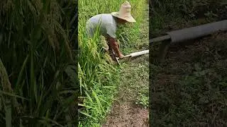 Siphon irrigation demonstration #Agricultural Knowledge