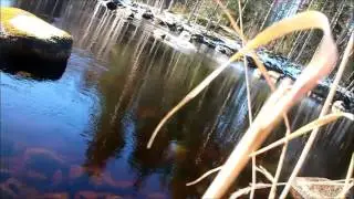 Relaxing journey through Finnish nature (ASMR?)