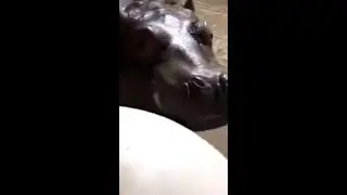 Adorable Baby Hippo Plays With Ball at Cincinnati Zoo