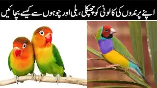 How to protect  your bird colony from rats, lizards and cats?