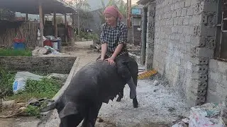 Riding a pig /@ThoaRurallife  #149