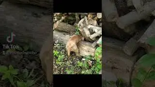 working lakeland terrier pulls out possum