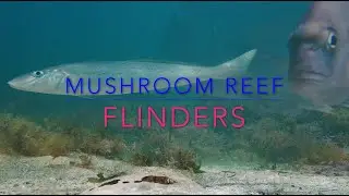 Explore MUSHROOM REEF Marine Sanctuary