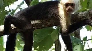 Costa Rica 2014 - 14 - Finca Los Monos - Cara Blanca - Mono Congo