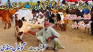 Gondal Mandi latest update 02jan 2025!Sahiwal cross cow for sale!best jersey cow for sale! #cow