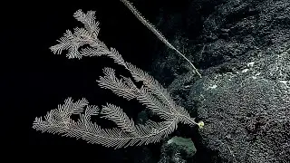 EX1703 Dive 07 Titov Seamount Mar 15 2017