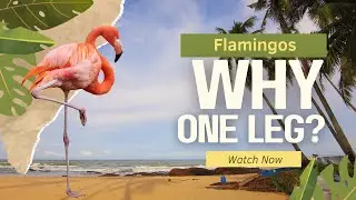 Why Do Flamingos Stand on One Leg? 🦩 The Wacky Science Behind It!
