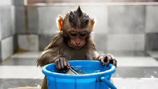 Cute Baby Monkey&rsquo;s Bath Time & Getting Ready 🐒 #CuteMonkey#BabyMonkey#CuteAnimals#MonkeyLove