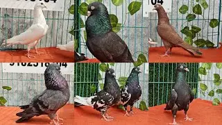 SUNDAY SPECIAL TUMBLES ROLLERS BREEDER PAIRS AT M.H PEGIONS CLUB.....