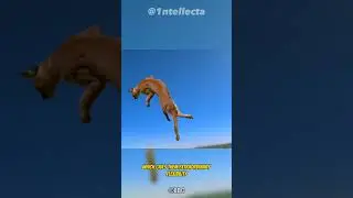 Cats Always Landing On Their Feet