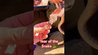 Lunar year of the Snake 🐍 Gold  Perth Mint coin #yearofthesnake #snake  #perthmint #gold #lunar