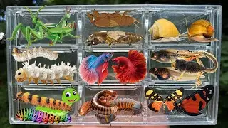 Catching insects in the garden  got Mantis Caterpillars Larva WhiteTadpoles Betta fish