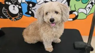 Dog With Terrible Skin Gets Full Groom 🐾 | Sensitive Skin Dog Grooming Transformation