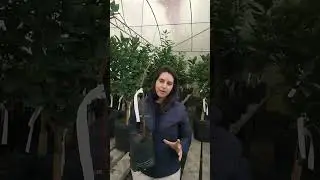 Mudas de kiwi enxertadas.