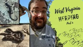 WV Herping Part 6: Flipping a Milk Snake!