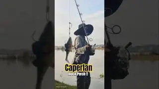 Caperlan Black Perch in Action! Ultimate Predator Fishing Lure 🐟🎯
