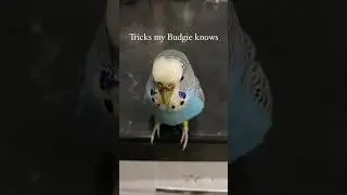 Tricks my Budgie knows #budgies #parakeet #petbirds #shorts